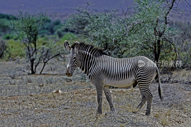 Grévy的斑马(Equus grevyi)，也被称为帝王斑马，是现存最大的野生马科动物，也是三种斑马中最受威胁的。肯尼亚桑布鲁国家保护区。